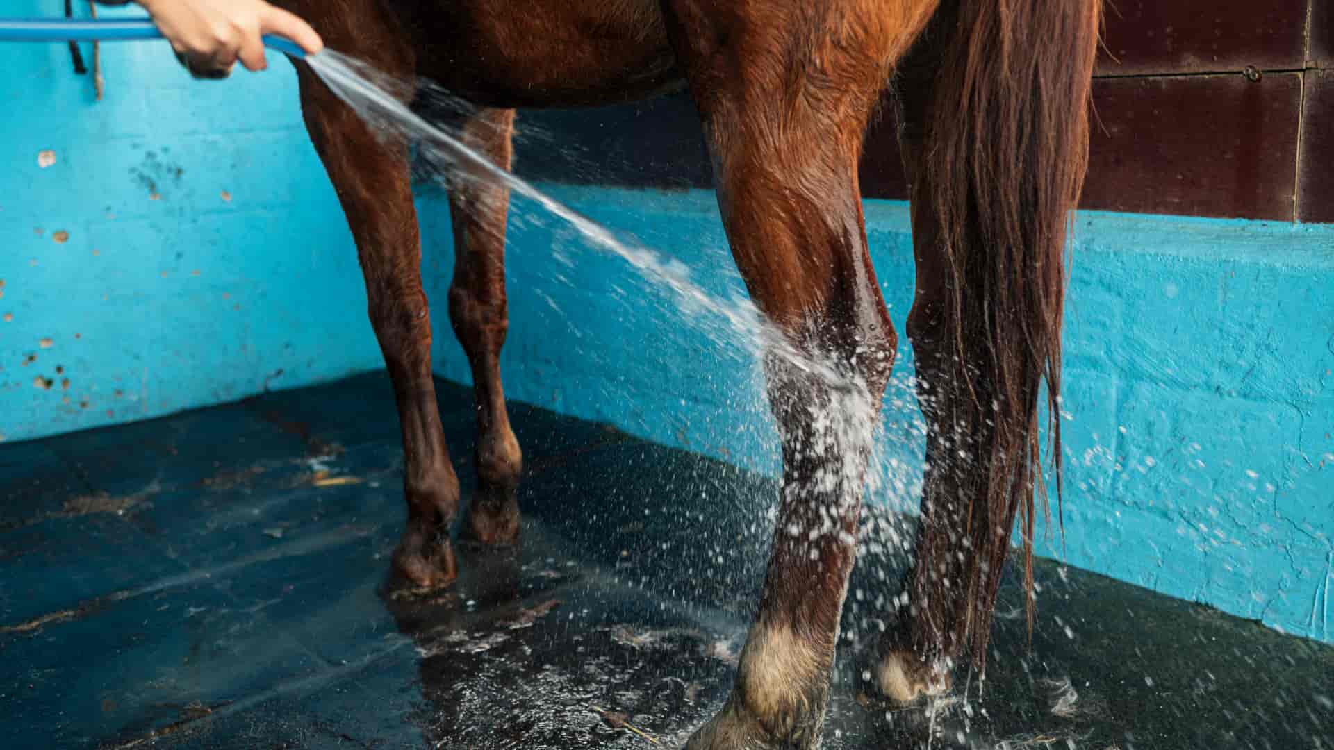 JFC Poland photo - Hygiene and Animal Welfare