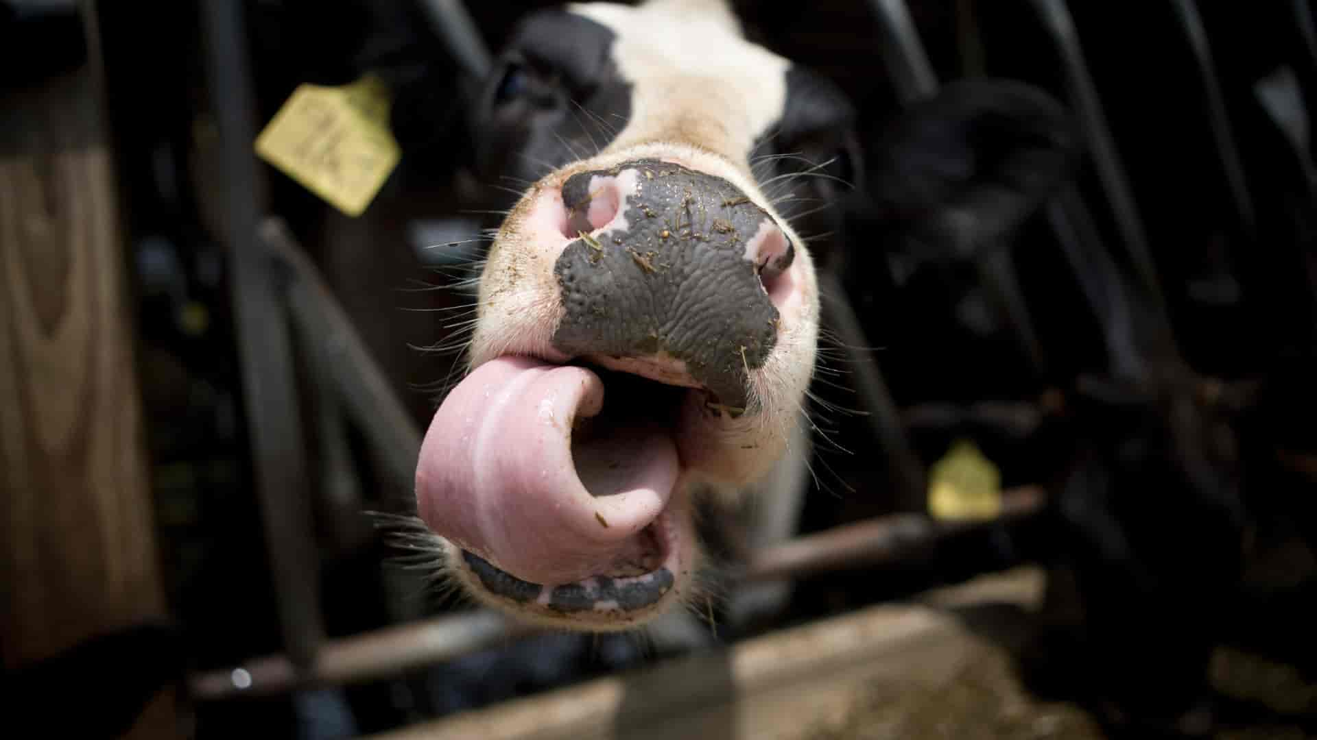 JFC Poland photo - Agriculture