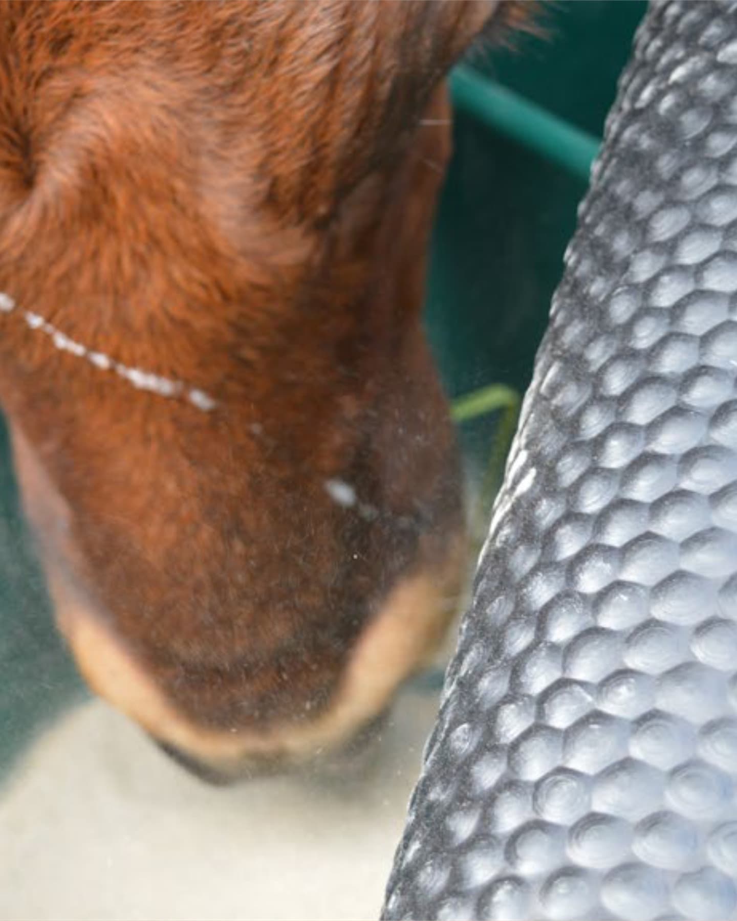 Feed Dispenser-photo