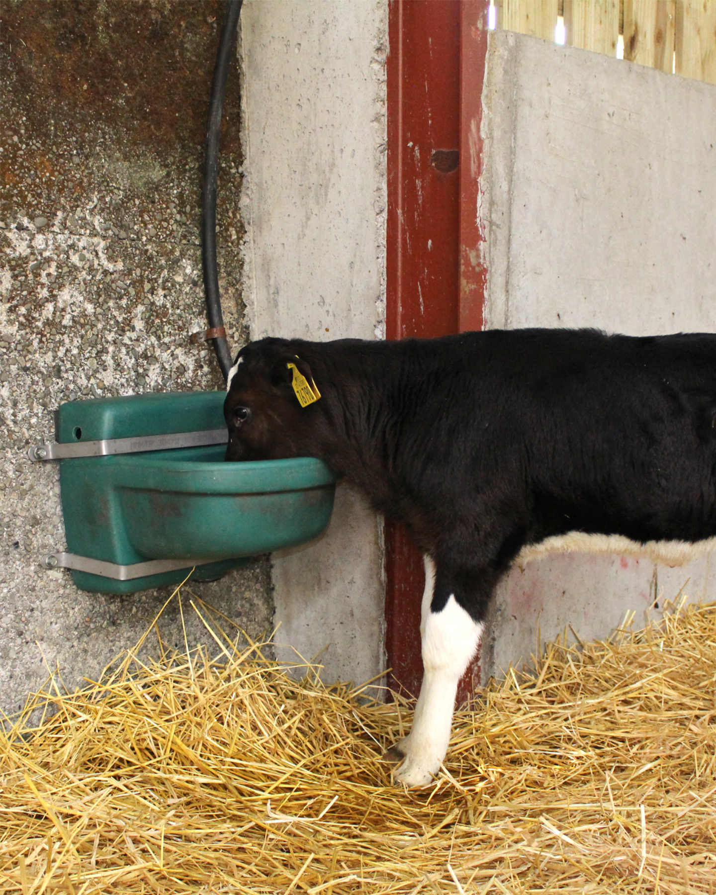 Conventional Drinking Bowl-photo