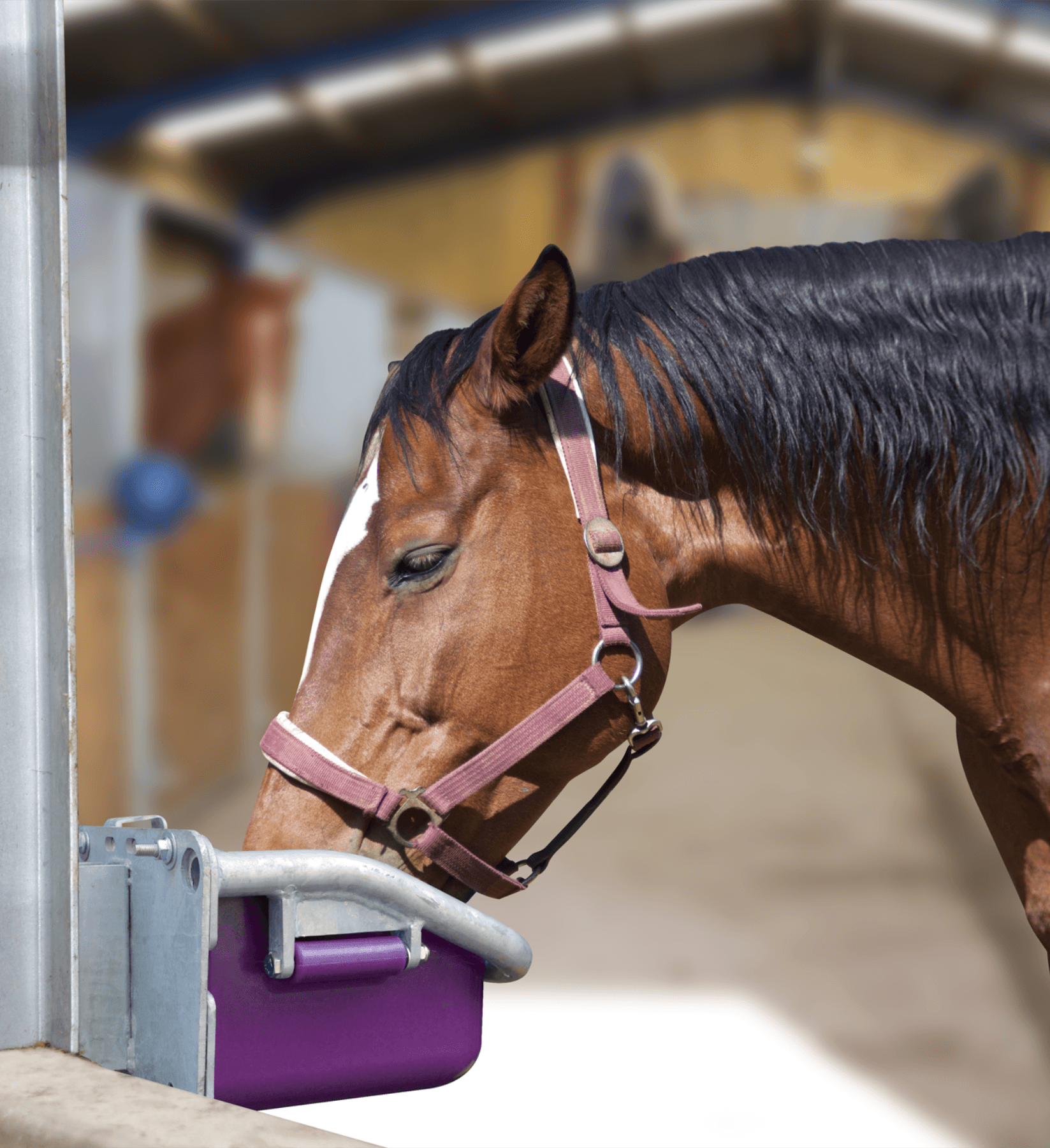 Drainable Drinker-photo