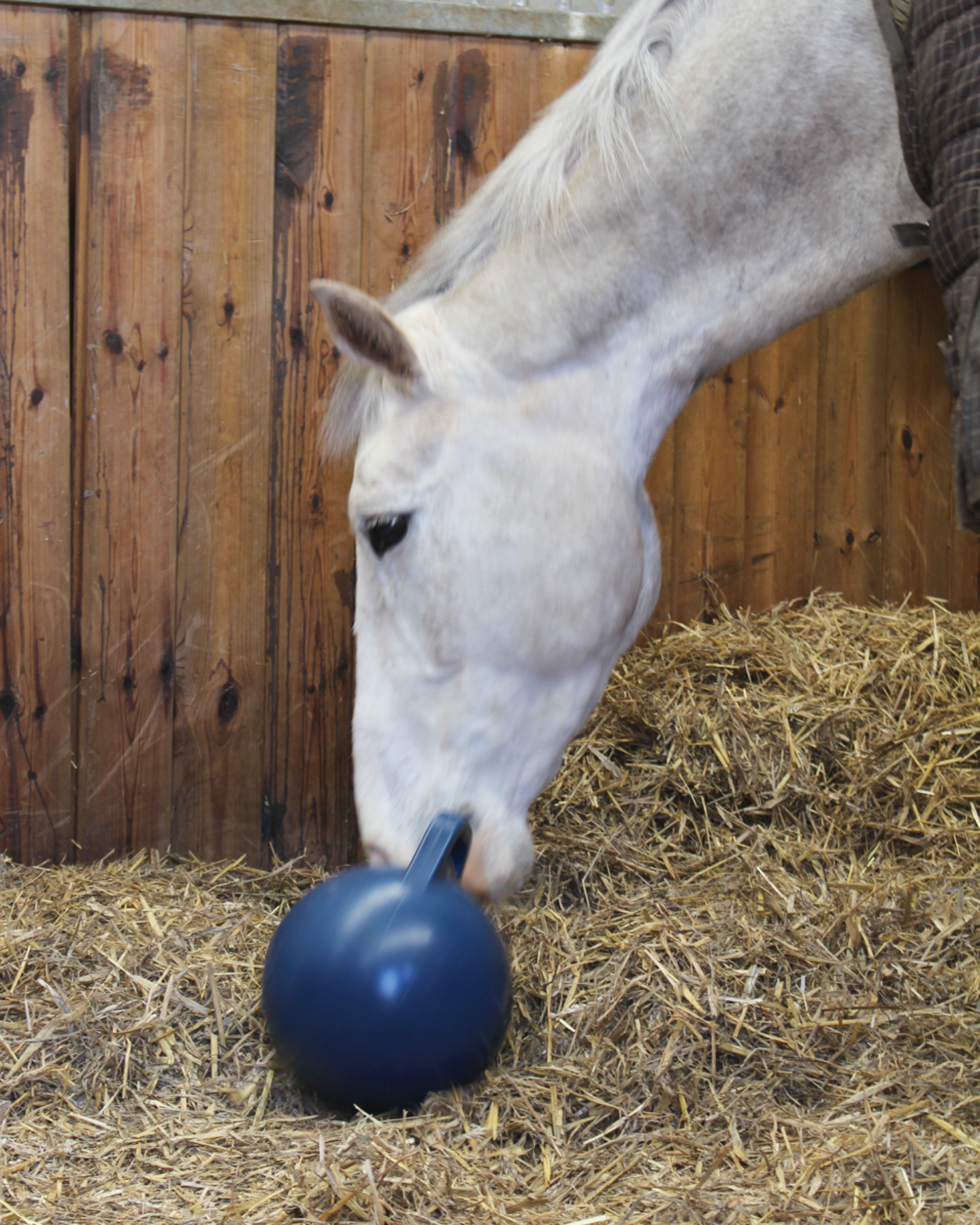 Ball for Horses-photo